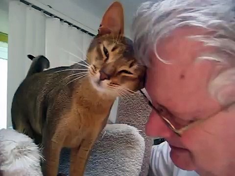 Abby Cat Love ..Don't Believe That Cats Are Not Affectionate abby abysinnian abbysinian love jo-an torres