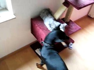 Maine Coon Kitten vs Doberman (Round 1)