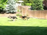 German Shepherds playing & running in my backyard