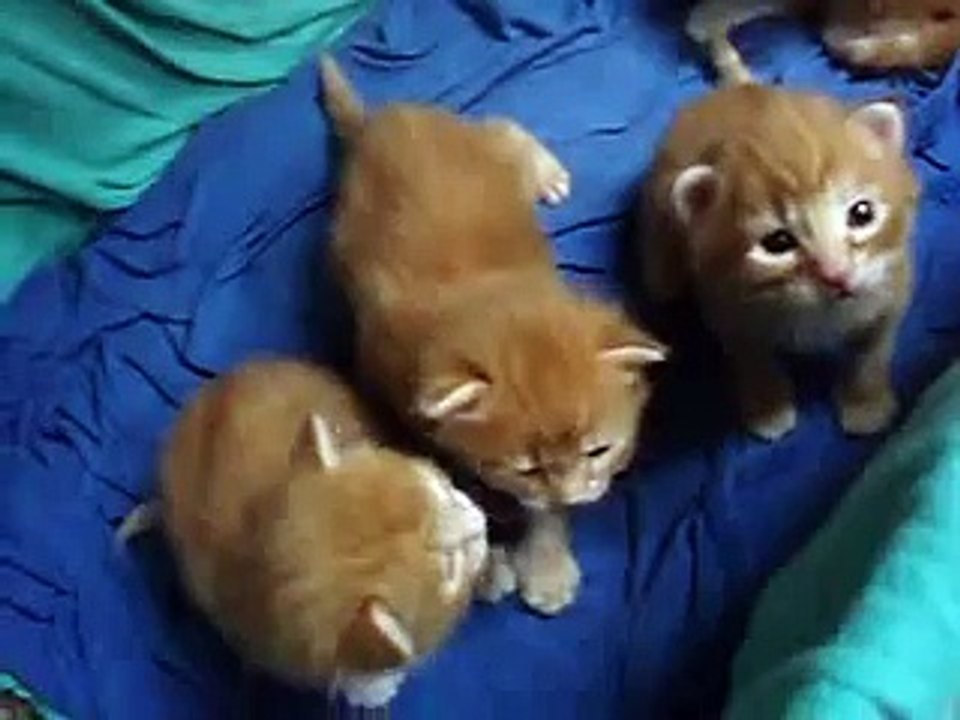 Petits chatons de 3 semaines