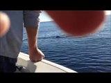 énorme requin blanc (6 metres)