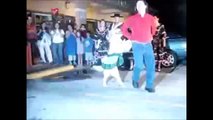 Le chien qui danse salsa