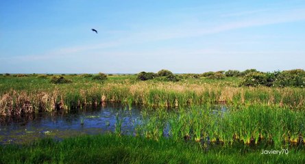 DOÑANA : Fauna Iberica