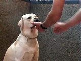 Perro Labrador Dog best trick biscuit truco galleta