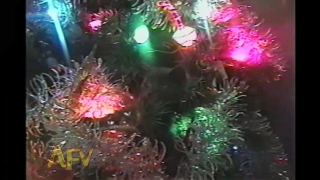 Cats In Christmas Trees | AFV Holiday Compilation | AFV