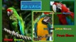 Macaws - Red & Green,Blue &Yellow And Military Macaws