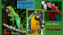 Macaws - Red & Green,Blue &Yellow And Military Macaws
