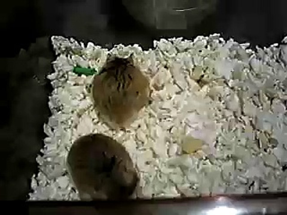 Hamster fight