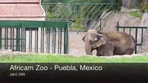 Africam Safari Zoo, Puebla, Mexico - Elephants Swaying