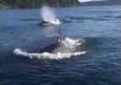 Orca Pod Swims Near Fishermen in Puget Sound