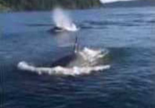 Orca Pod Swims Near Fishermen in Puget Sound