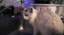 Cute Ragdoll Drinking From Sink!