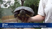 Así acaban los animales exóticos abandonados en Catalunya