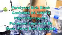 Paralysed Sick Black Cockatoo #4 230910 Physiotherapy for Paralysed Legs