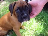 pets and dogs for children, popular dog breeds, dog care, animals for children, pictures, names