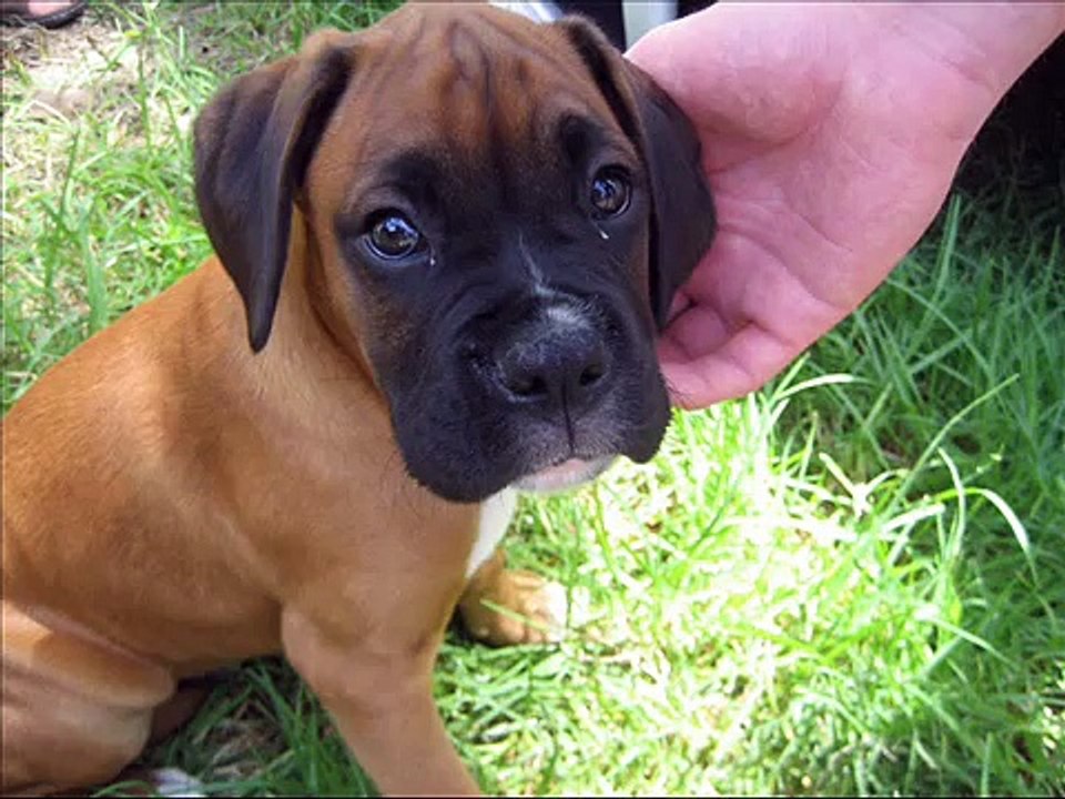 pets and dogs for children, popular dog breeds, dog care, animals for children, pictures, names