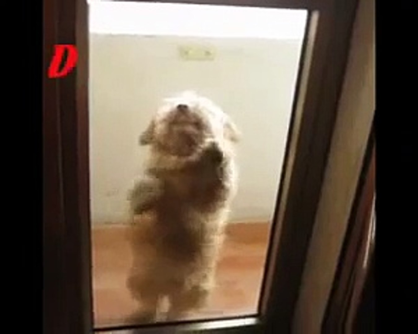 Perro bailando merengue