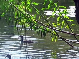 Le bain des canetons et de leur maman, parc de Bagatelle, 5 juin 2015