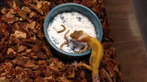 Baby Leopard Gecko Eating Mealworms