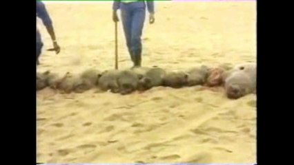 Namibia's Barbaric Seal Slaughter