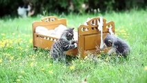 Gut Aiderbichl Frankreich - Katzenbabys im Garten