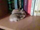 Mis hamsters HACIENDO EL AMOR