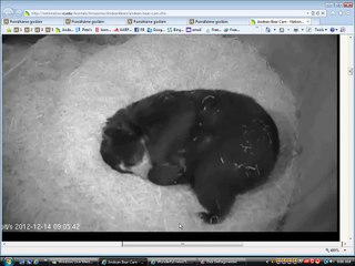 Second day with the Andean bear cubs.. two of them!!!