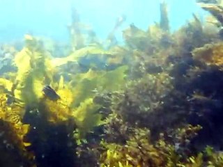 Snorkeling in Sydney (Gordon's Bay)