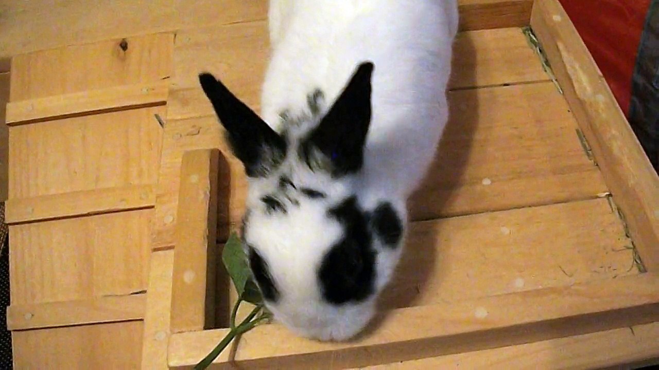 Pinou liveche (05-06-15)