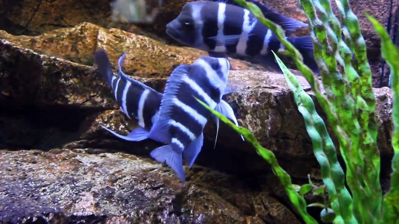 Cyphotilapia Frontosa Zaire Blue F1 Moba