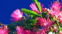 Mimosa Tree, Red Flowering Trees, Albizia julibrissin