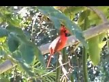 An amazing Hawaii Cardinal bird singing
