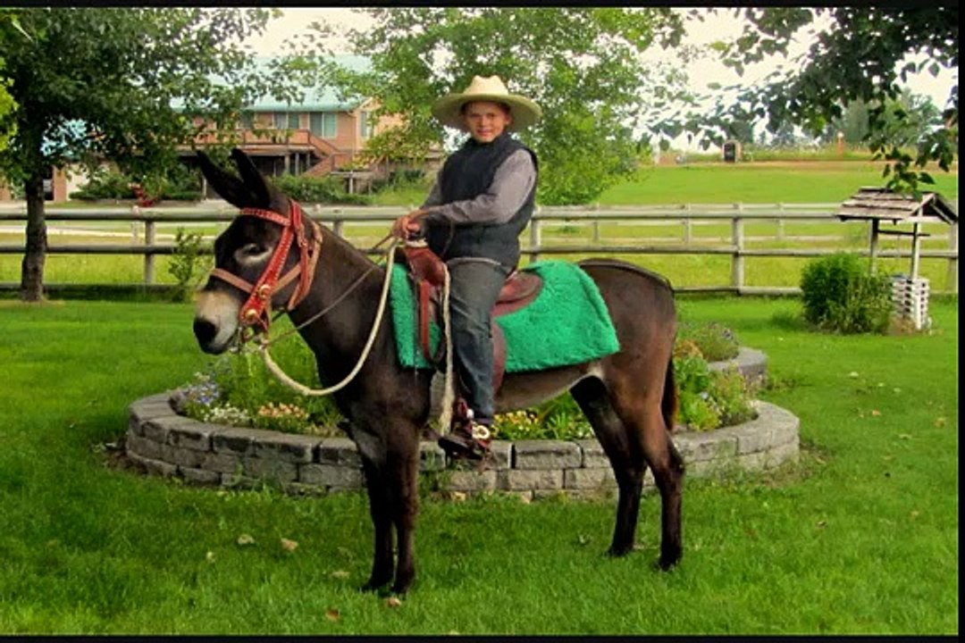Doug The Donkey