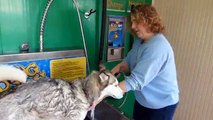 Siberian Husky Sled Dog Gets a Spa Day!