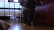 Devon Rex Kittens 5 weeks old - playing