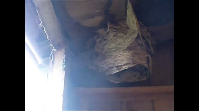 Ets A.G.I.R Destruction d'un nid de frelons européens sur le lot-et-garonnne