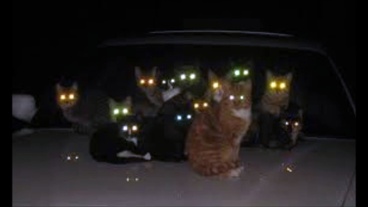 THE CAT ARE COMEING!