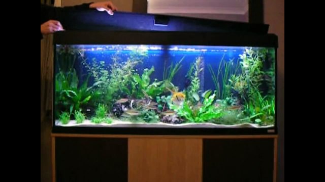 Tropical Fish Community Tank Feeding Time