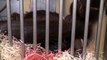 Zoo ÚL - Mládě orangutana - první minuty života, Orangutan Baby - The First Minutes of its Life