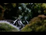 Очень красивый ролик про насекомых, растения и природу