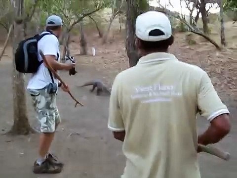 Komodo Dragon Attack on Rinca Island Indonesia
