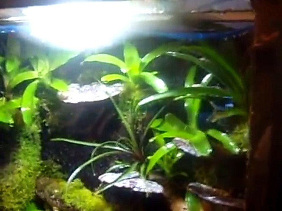 Vivarium / terrarium DIY misting / rain system