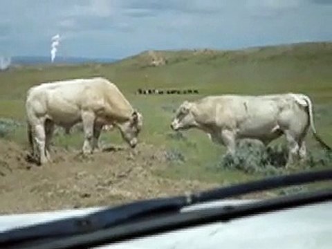 Two Bulls fighting over a cow