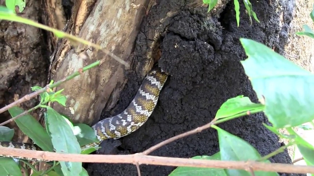 Darwin Herping.mov