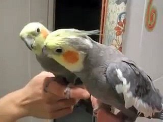 Espejito espejito, quién es el más bonito?