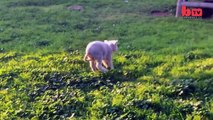 Cute Bouncing Lamb Becomes Huge Internet Star