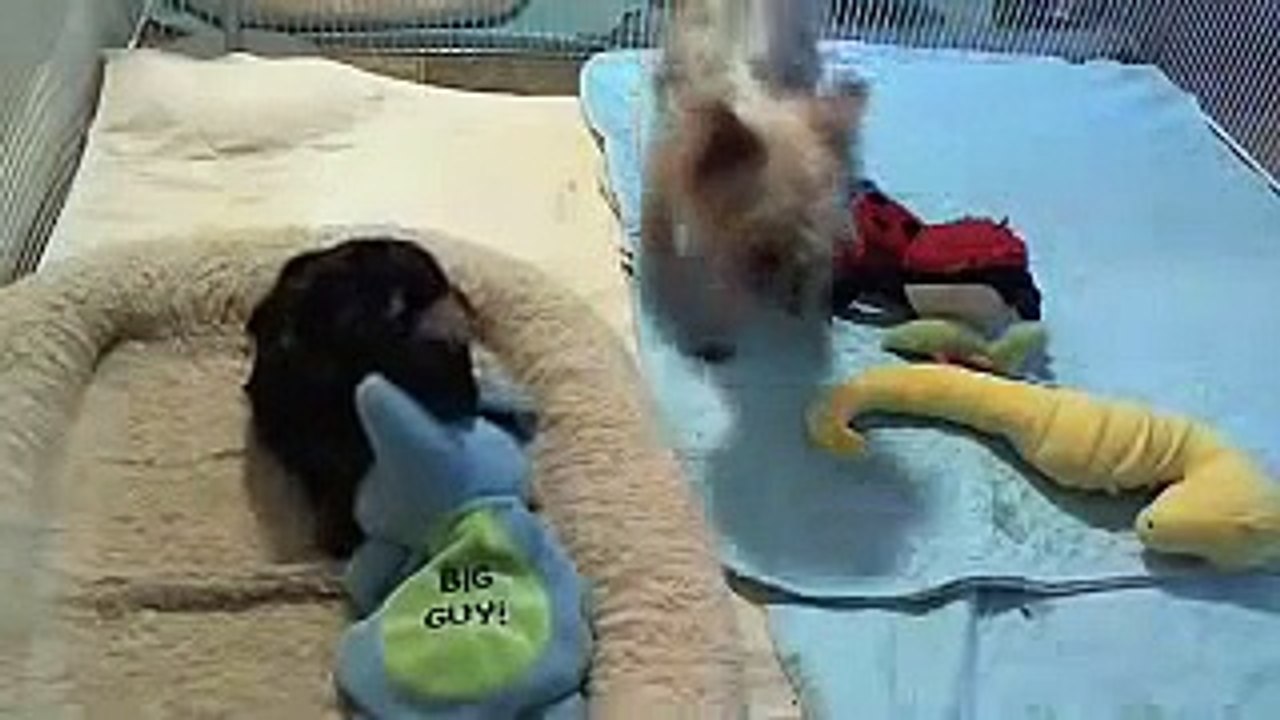 Willow Oaks Yorkies Four week old Yorkie puppies play with toys for first time