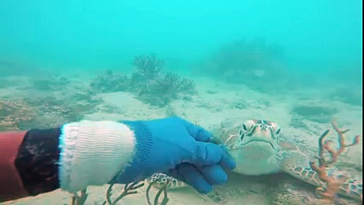 Sea Turtle is so wosame