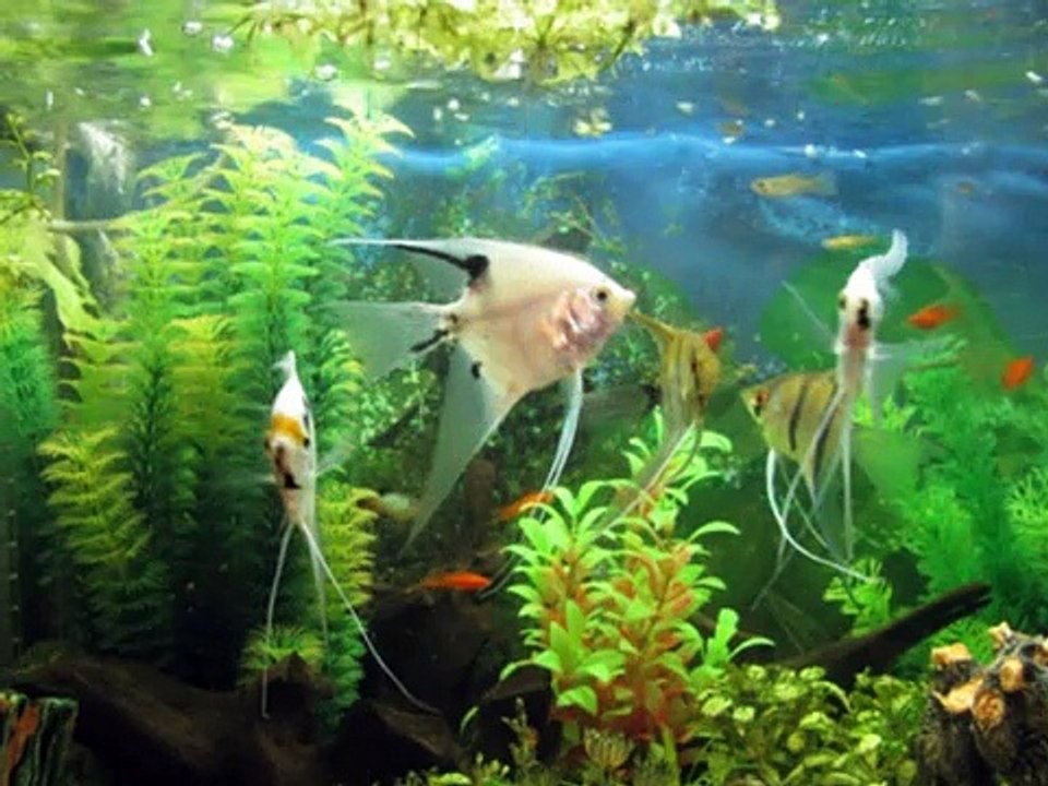 les poissons de mon aquarium