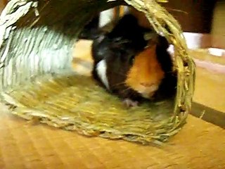 guinea pigs takes a walk
